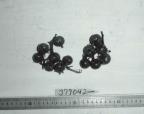 Click for 1 image(s) for this accession. FRUIT